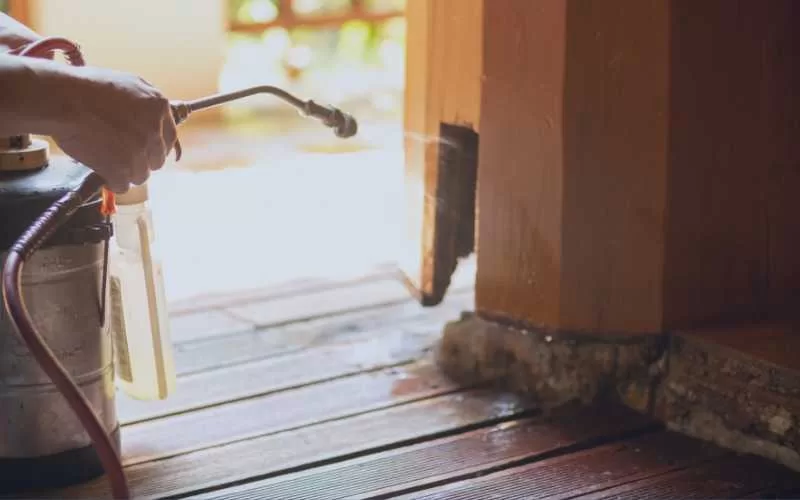 Small Franchise Business (Pest Control) | FranchiseVisa